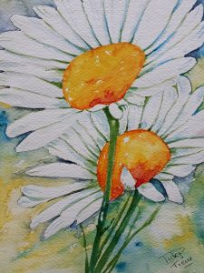 2 Margrieten 13x18 cm Aquarel