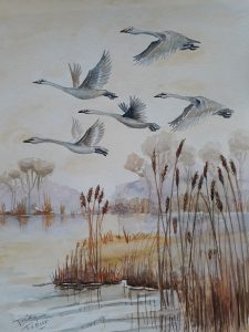 Ooievaars in vlucht 28x38 cm Aquarel