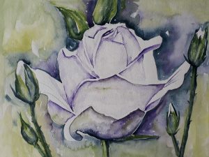 Witte roos met lila schaduw 28x38 cm Aquarel